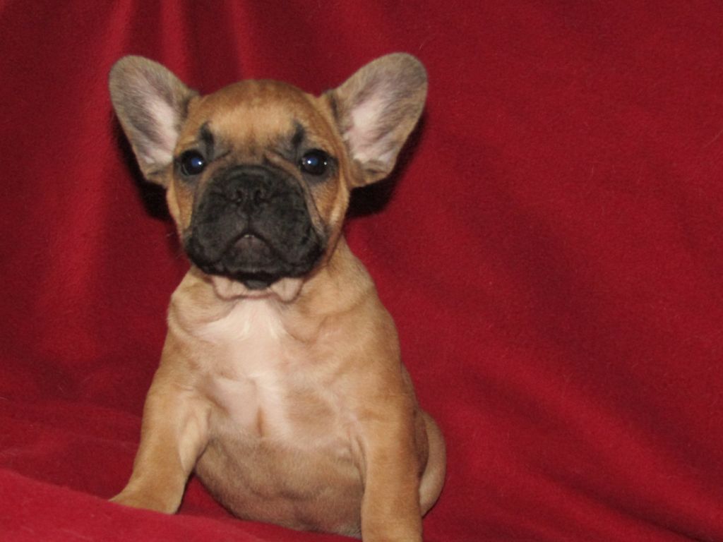 CHIOT 1 - Bouledogue français