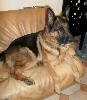 - Des nouvelles d'Angus ! mon gros doudou