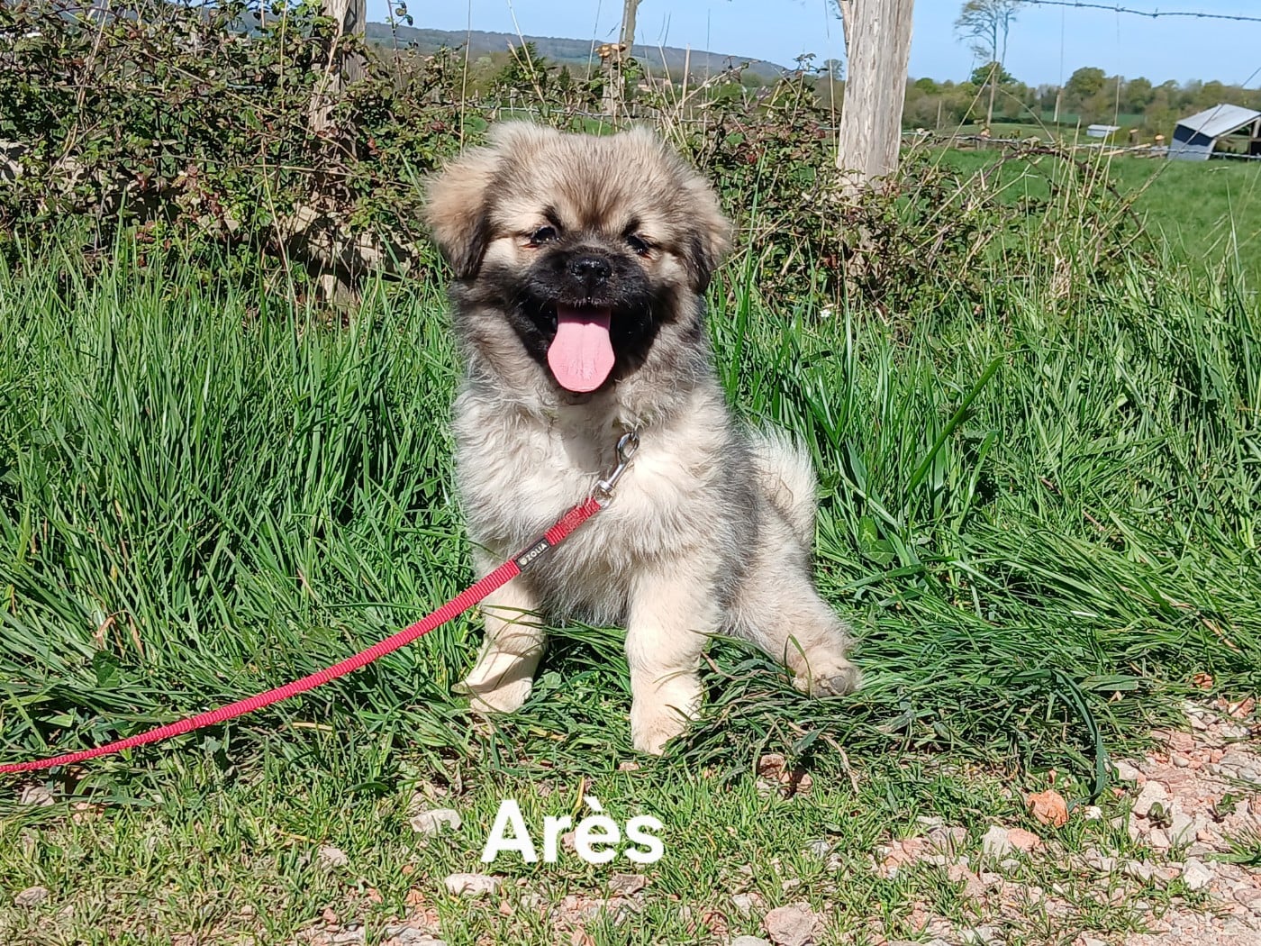 Epagneul tibetain - De La Légende De Chadia