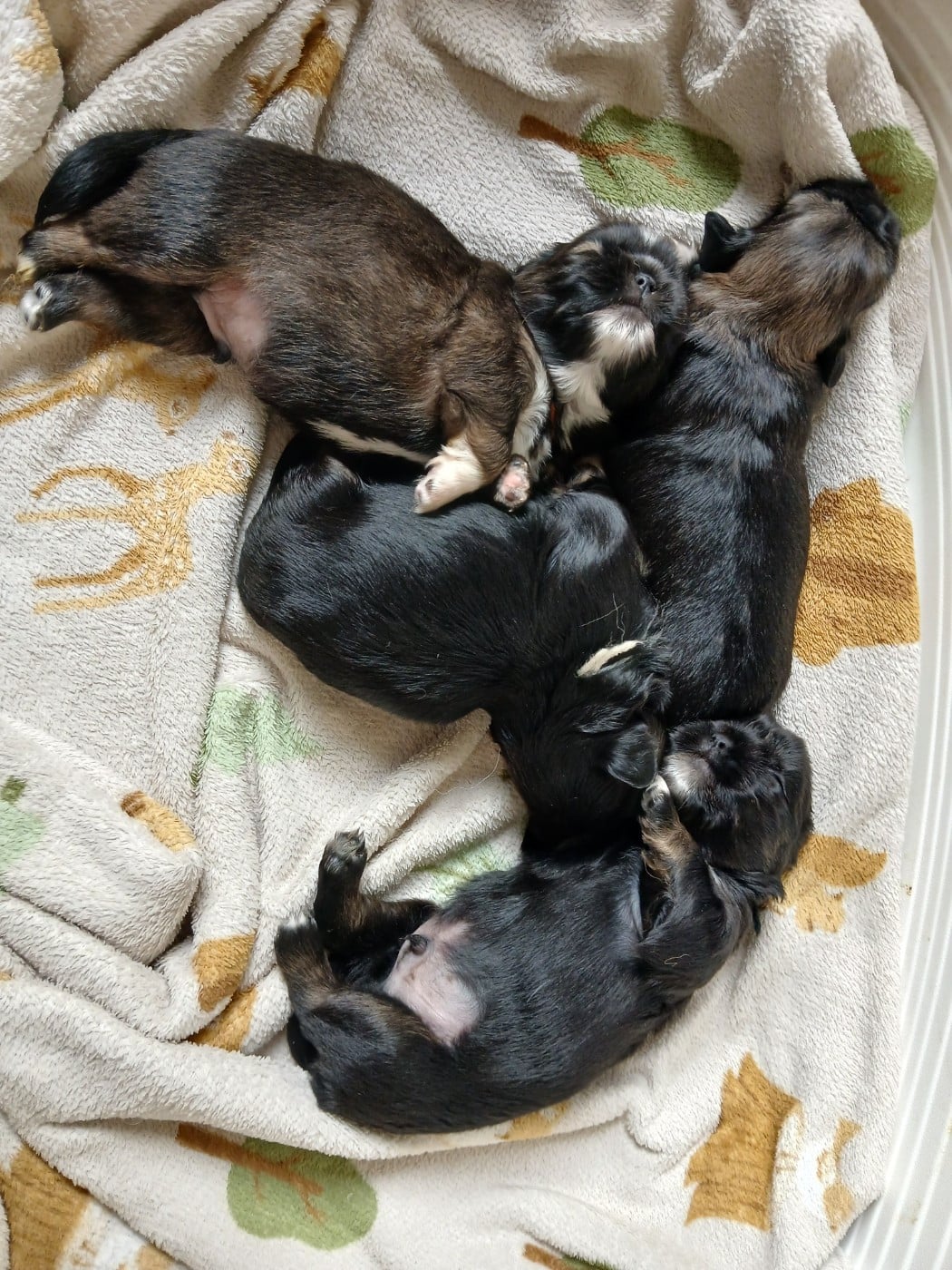 Epagneul tibetain - De La Légende De Chadia