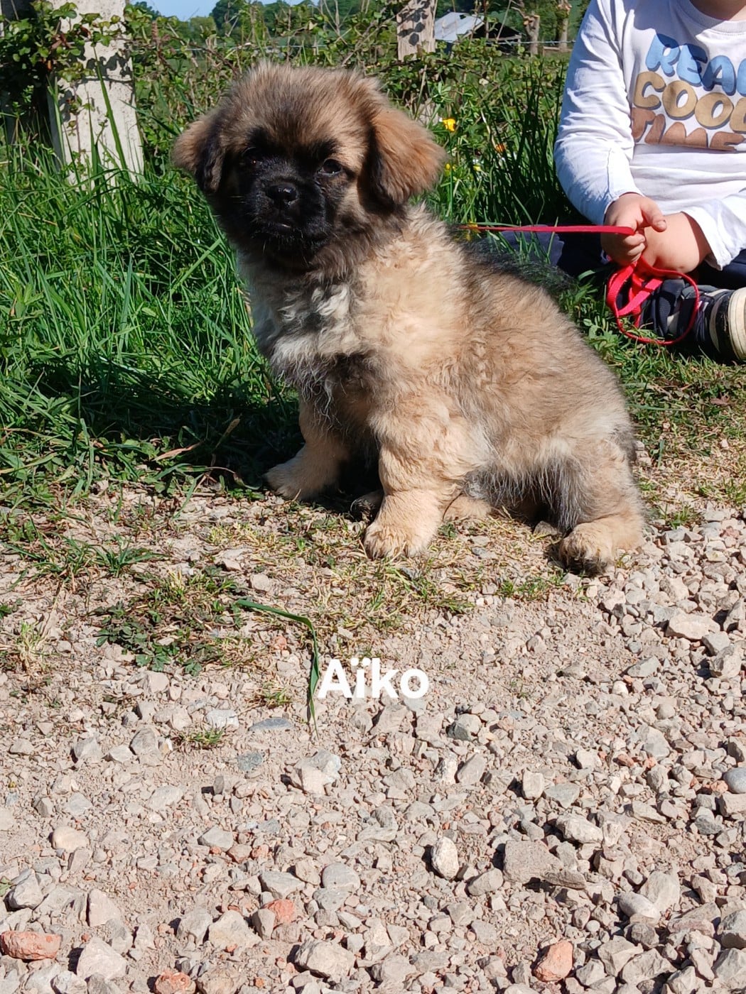 Epagneul tibetain - De La Légende De Chadia