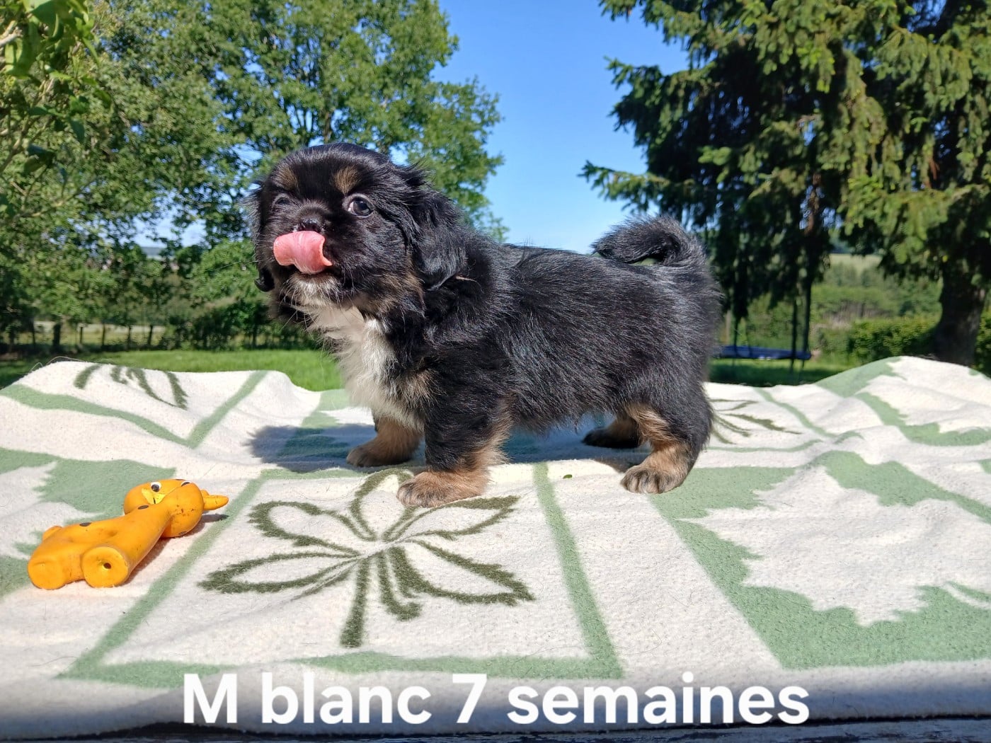 BOWI cordon blanc