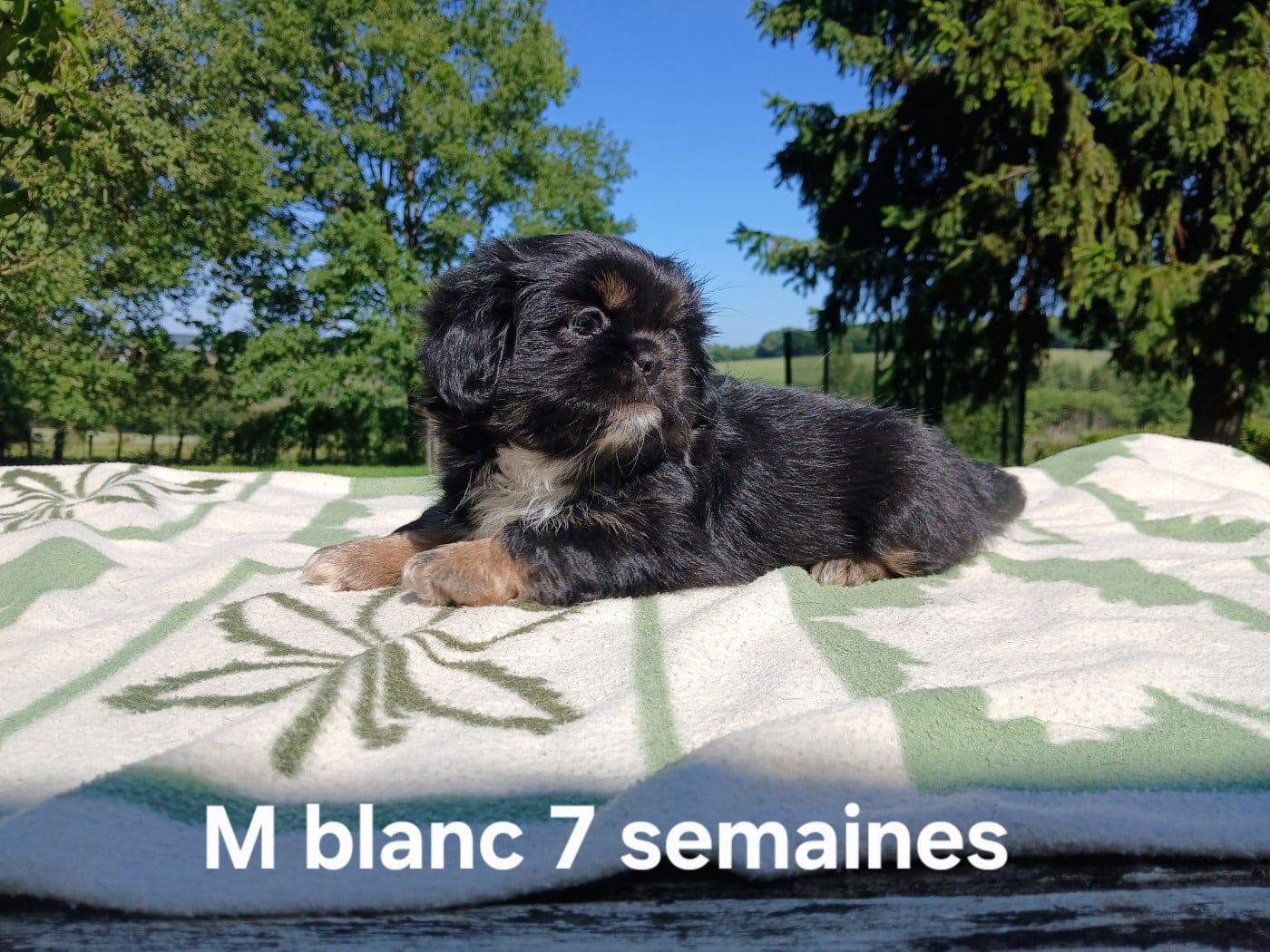 BOWI cordon blanc