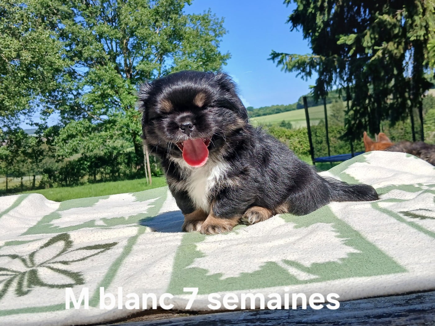 BOWI cordon blanc