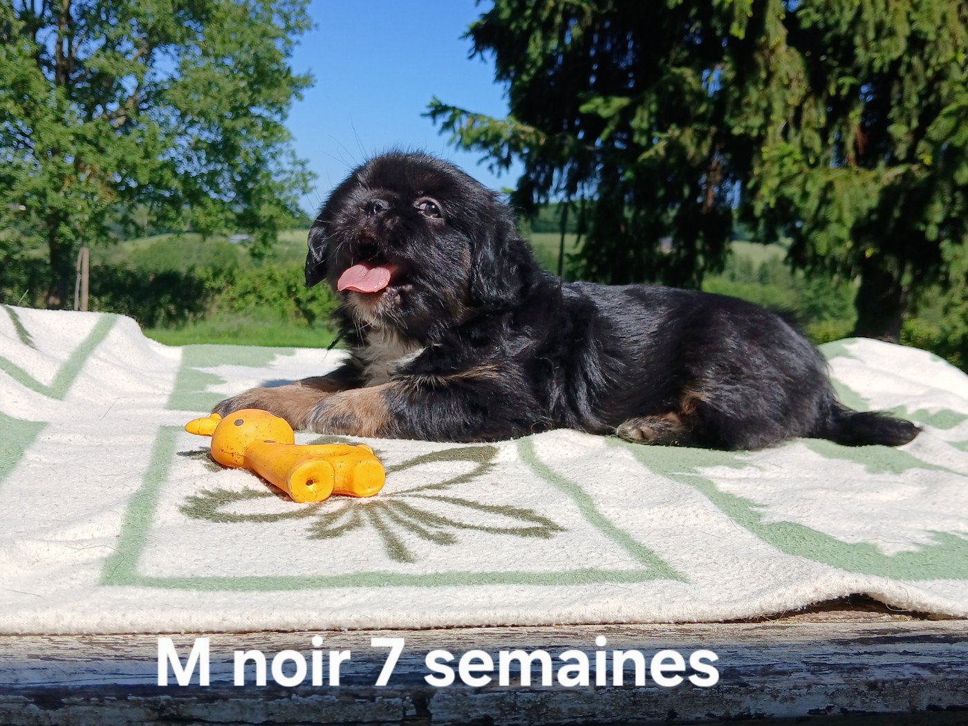 BOOBA cordon noir