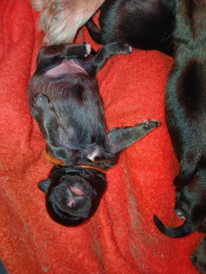 Les chiots de Epagneul tibetain