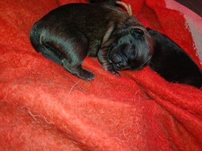 Les chiots de Epagneul tibetain