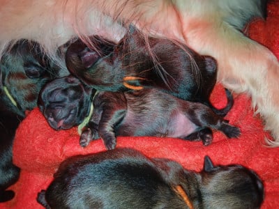 Les chiots de Epagneul tibetain