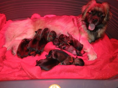 Les chiots de Epagneul tibetain