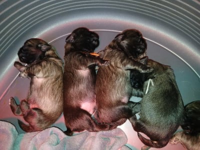 Les chiots de Epagneul tibetain