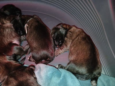 Les chiots de Epagneul tibetain