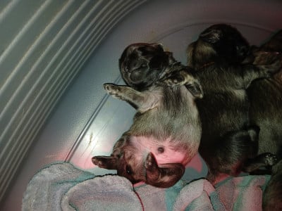 Les chiots de Epagneul tibetain