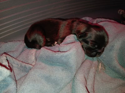 Les chiots de Epagneul tibetain