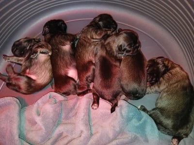 Les chiots de Epagneul tibetain