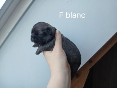 Les chiots de Epagneul tibetain