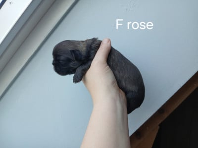 Les chiots de Epagneul tibetain