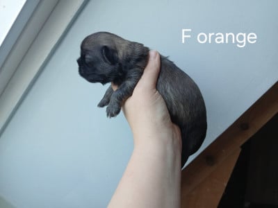 Les chiots de Epagneul tibetain