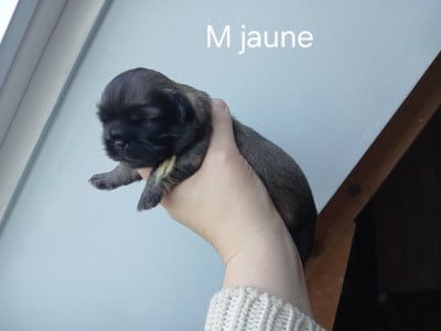 Les chiots de Epagneul tibetain