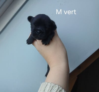 Les chiots de Epagneul tibetain