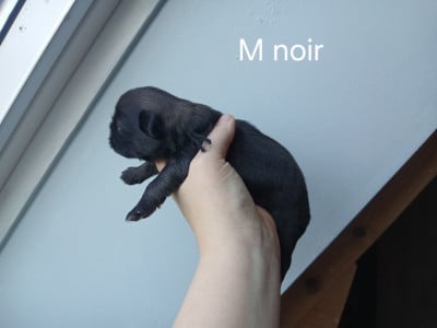 Les chiots de Epagneul tibetain