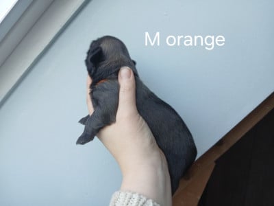 Les chiots de Epagneul tibetain