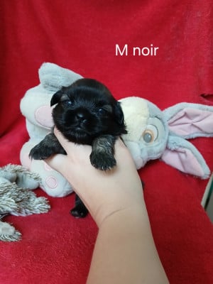 Les chiots de Epagneul tibetain