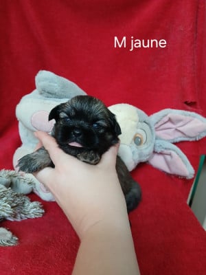 Les chiots de Epagneul tibetain