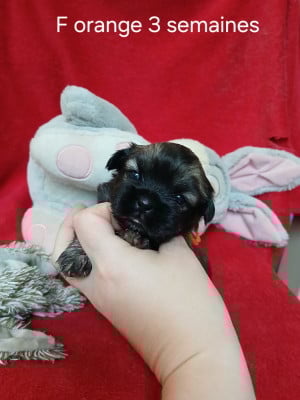 Les chiots de Epagneul tibetain