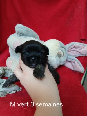 Les chiots de Epagneul tibetain