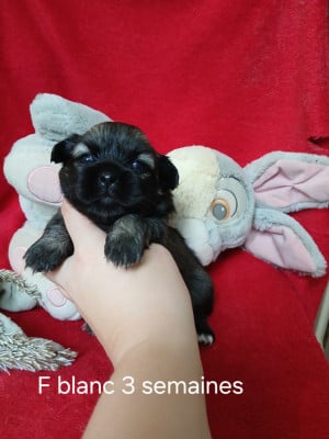 Les chiots de Epagneul tibetain