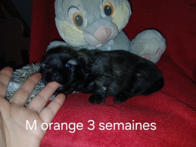 Les chiots de Epagneul tibetain