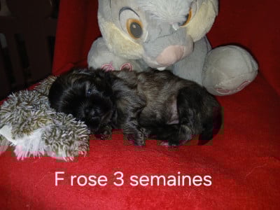 Les chiots de Epagneul tibetain