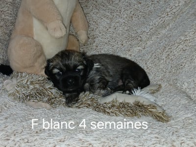 Les chiots de Epagneul tibetain
