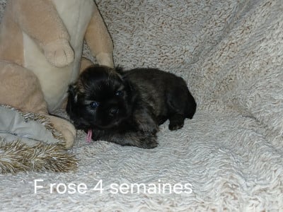 Les chiots de Epagneul tibetain