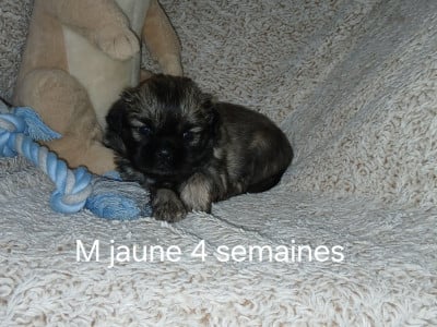 Les chiots de Epagneul tibetain