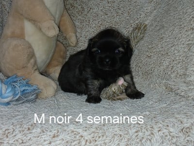 Les chiots de Epagneul tibetain