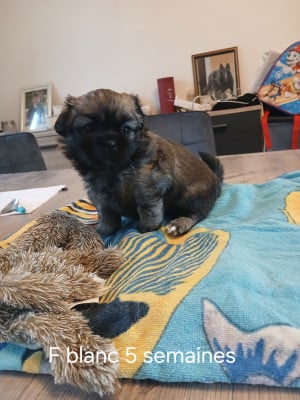 Les chiots de Epagneul tibetain