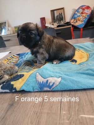 Les chiots de Epagneul tibetain