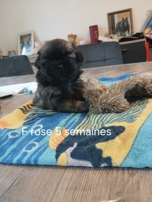 Les chiots de Epagneul tibetain