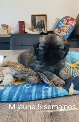 Les chiots de Epagneul tibetain