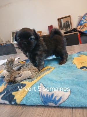 Les chiots de Epagneul tibetain