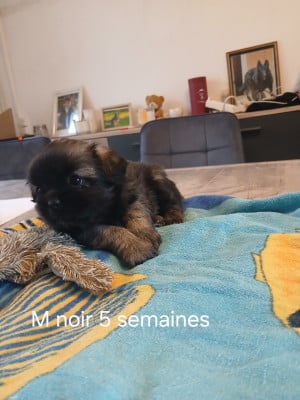 Les chiots de Epagneul tibetain