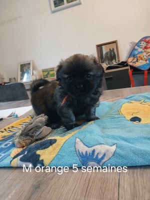 Les chiots de Epagneul tibetain