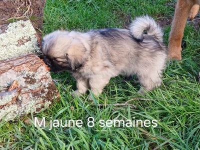 Les chiots de Epagneul tibetain