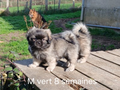 Les chiots de Epagneul tibetain