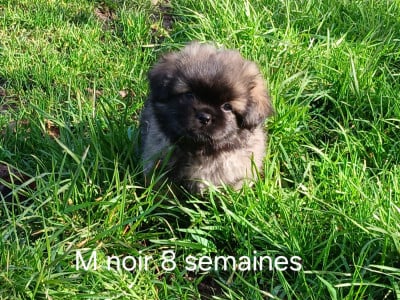 Les chiots de Epagneul tibetain