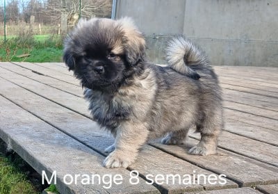 Les chiots de Epagneul tibetain