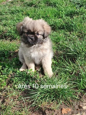 Les chiots de Epagneul tibetain