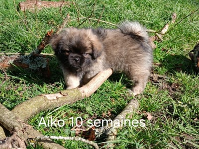 Les chiots de Epagneul tibetain