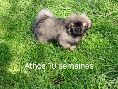 Les chiots de Epagneul tibetain